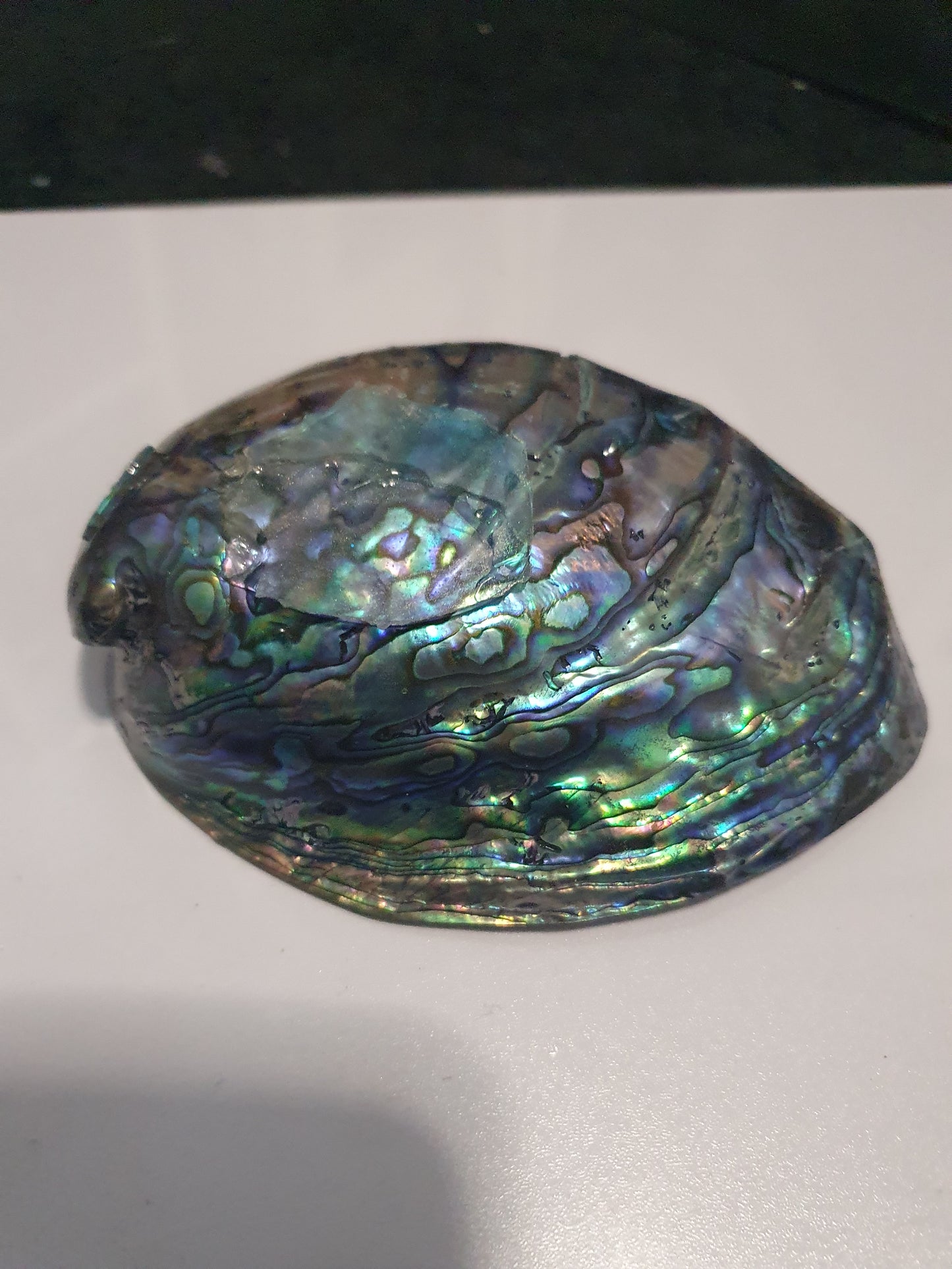 An extraordinary seashell