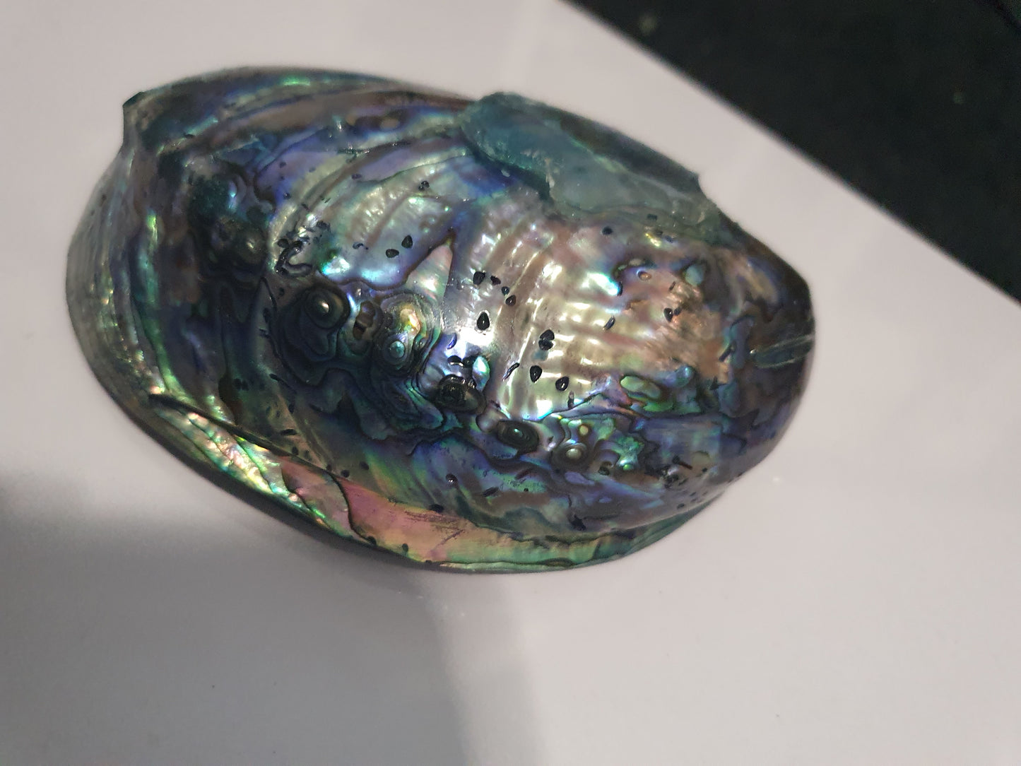 An extraordinary seashell