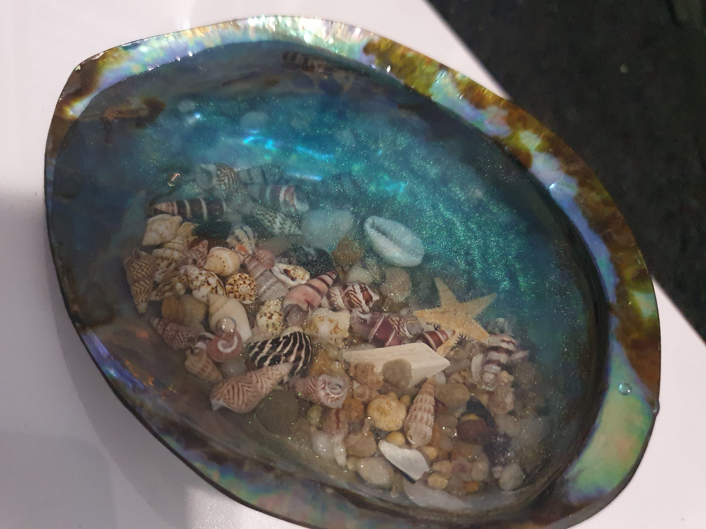 An extraordinary seashell