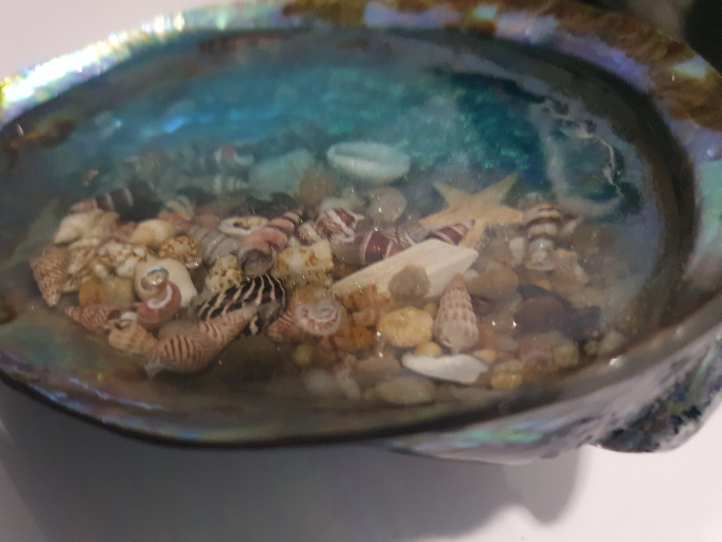 An extraordinary seashell