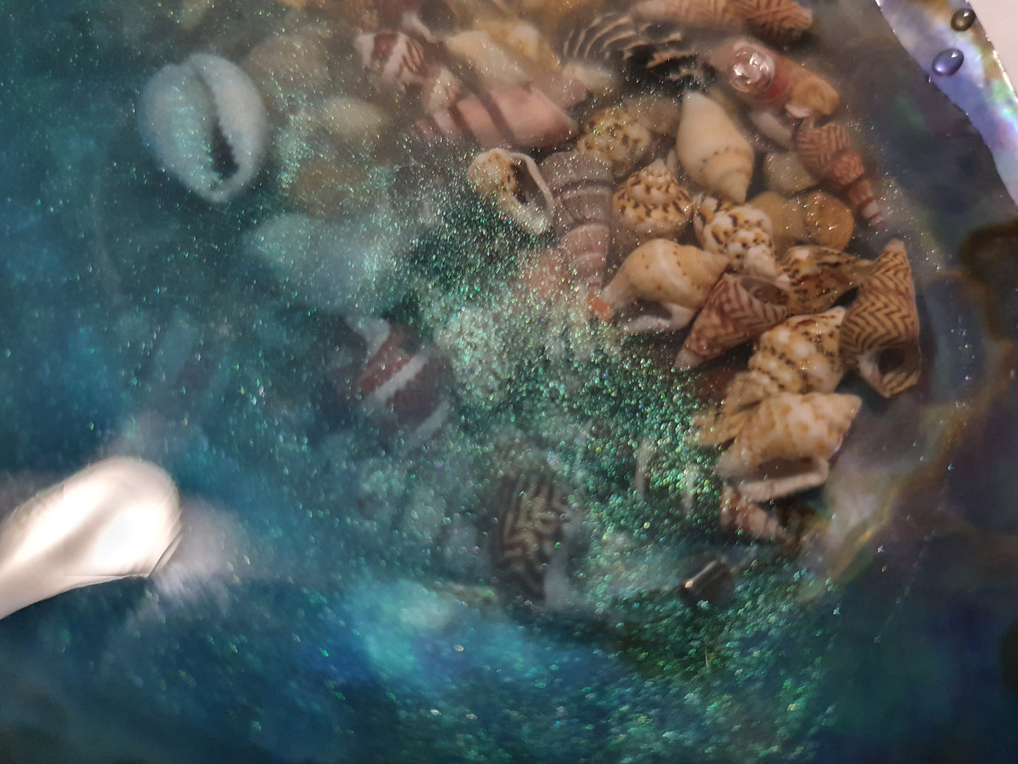 An extraordinary seashell