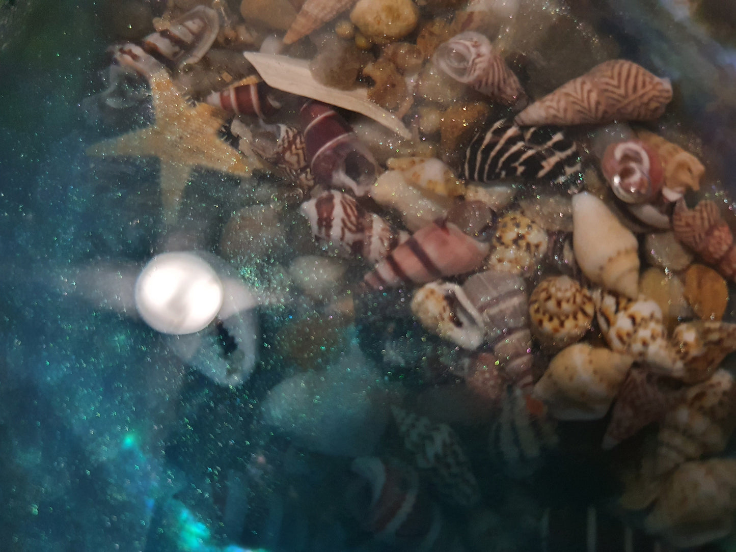 An extraordinary seashell