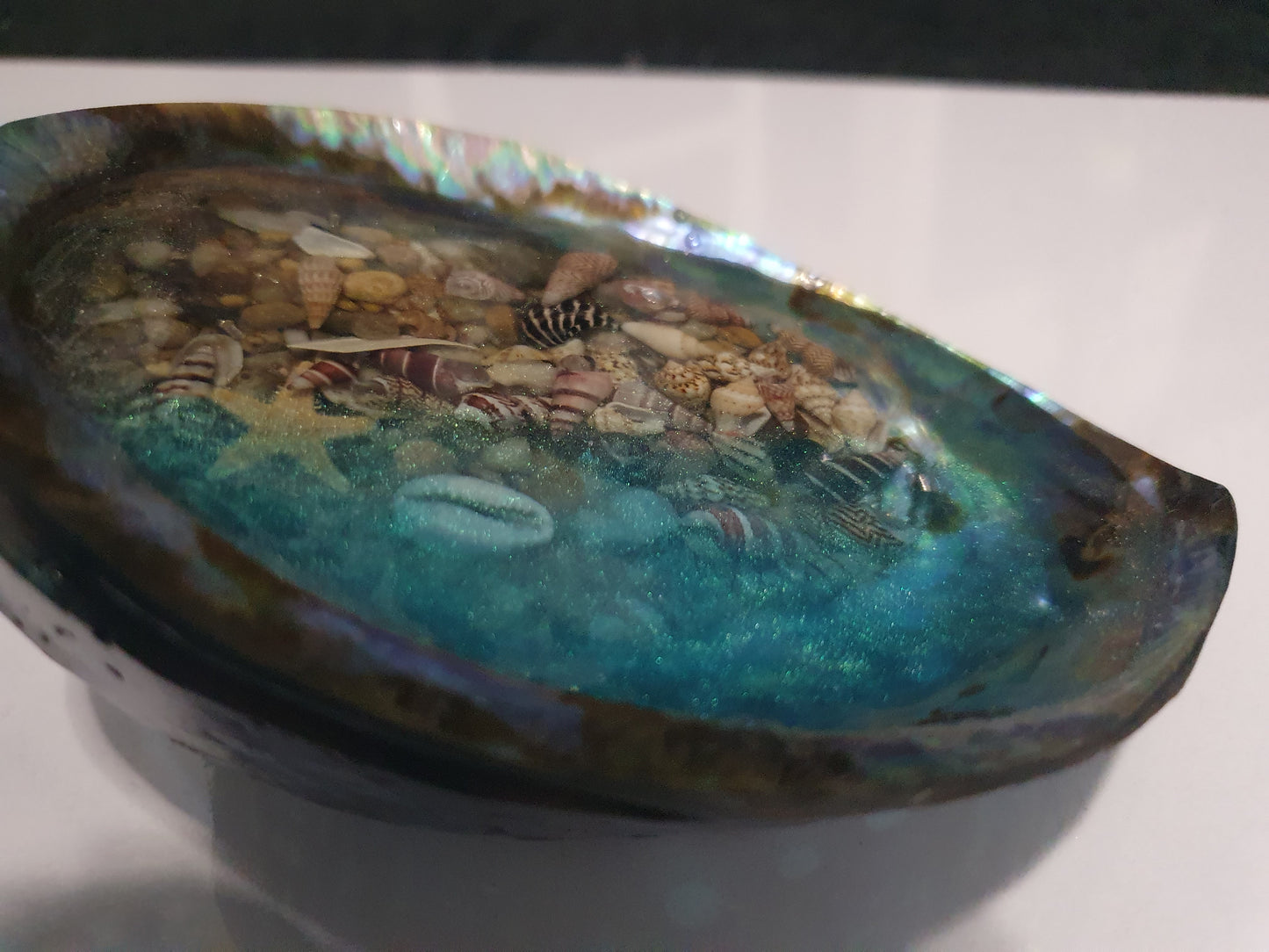 An extraordinary seashell