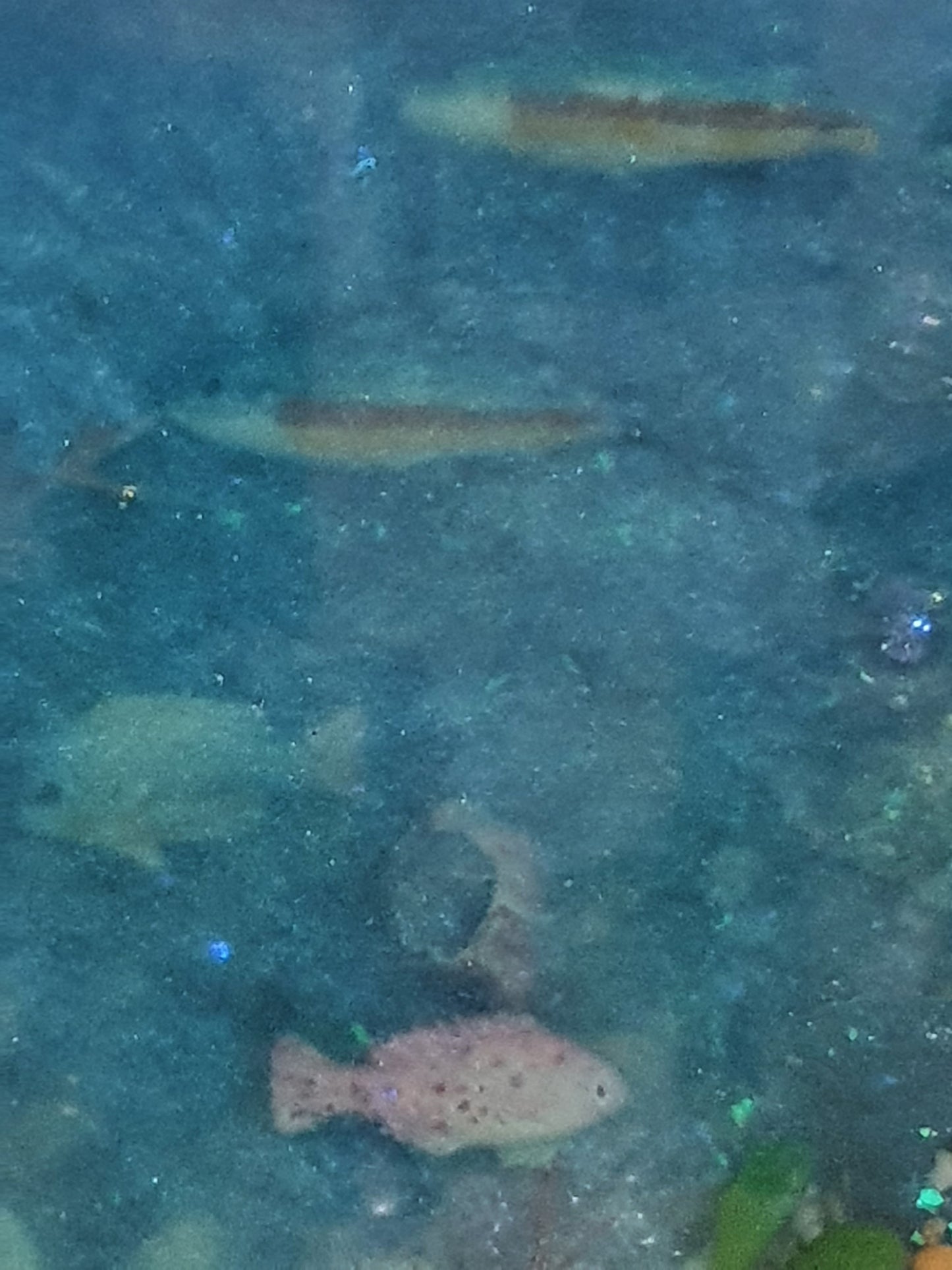 Magical marine fishtank