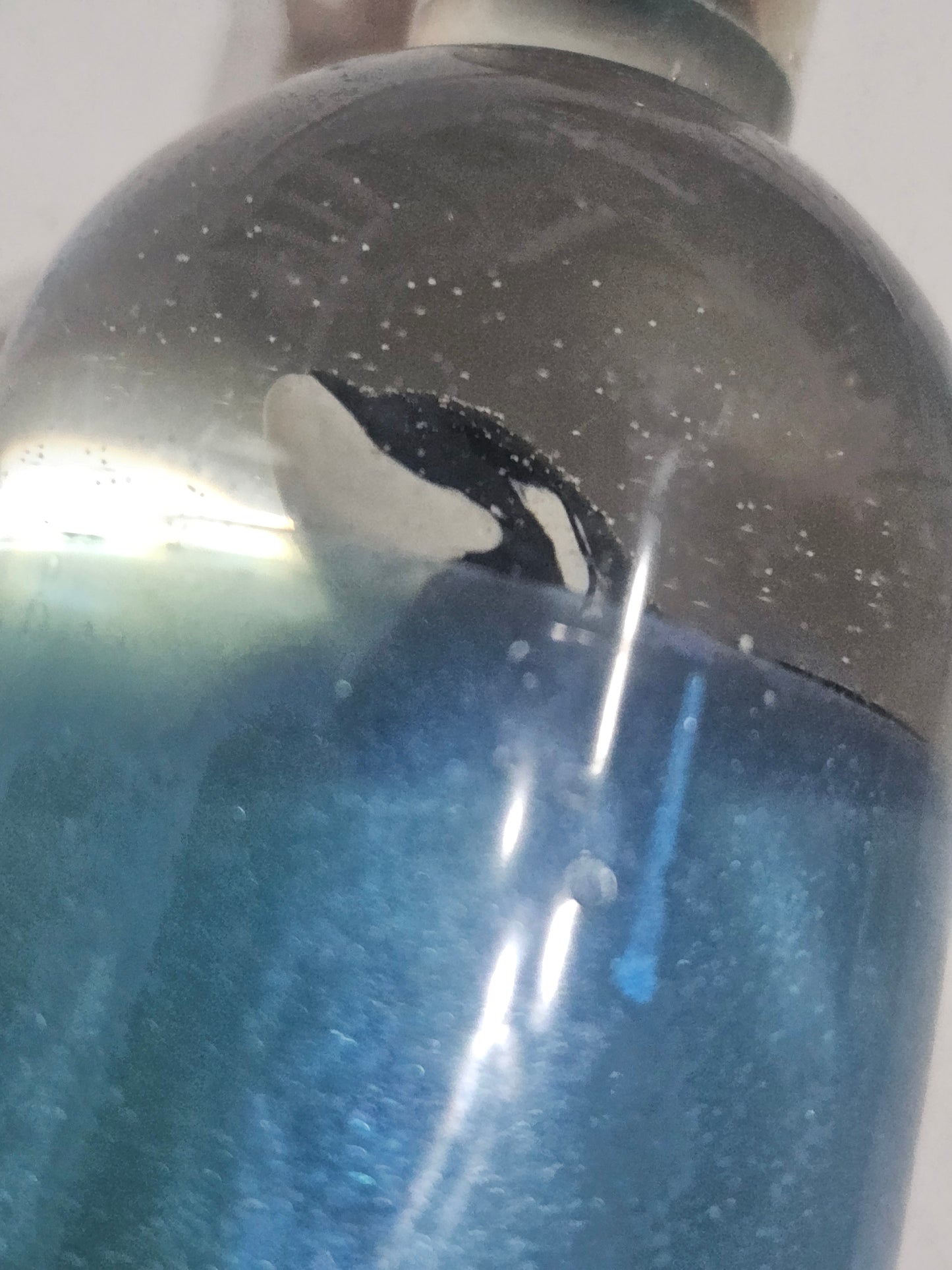 Message in a bottle - orca belong in the wild
