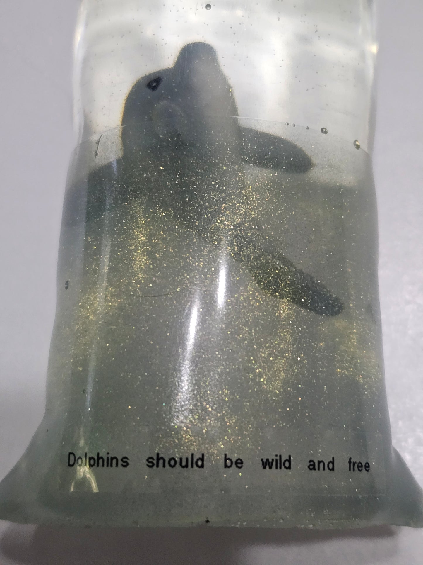 Dolphins should be wild and free