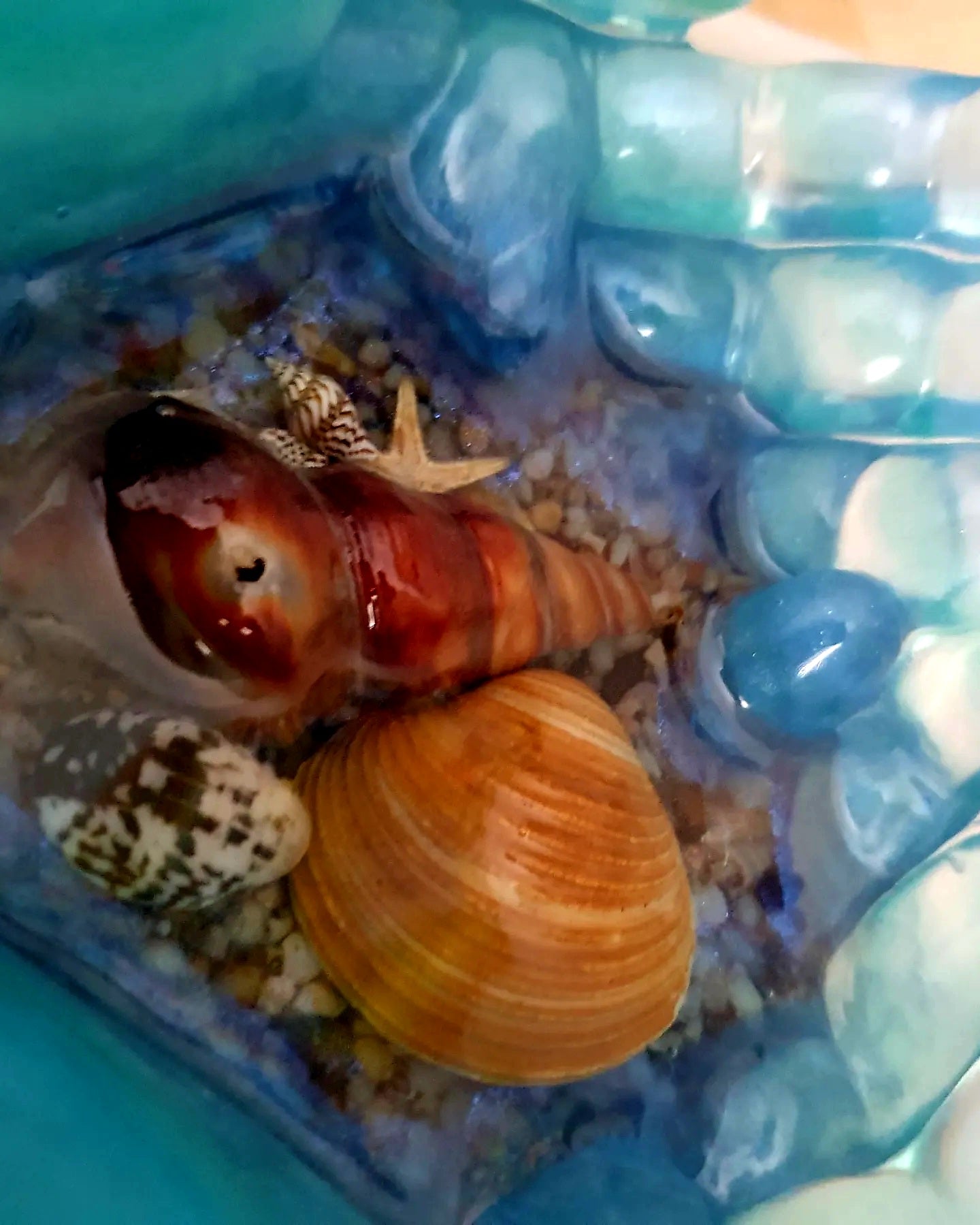 Ocean treasures unique bowl