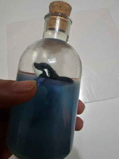 Message in a bottle - orca belong in the wild